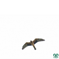 گونه سنقر خاکستری Hen Harrier
